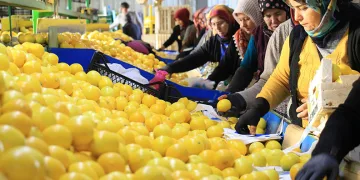 Limon hasadında kadınlar mesaide