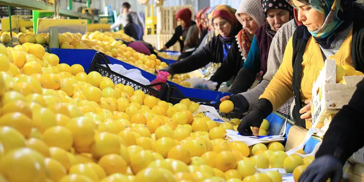 Limon hasadında kadınlar mesaide
