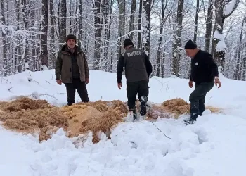 Bursa’da yaban hayvanları için doğaya yem bırakıldı