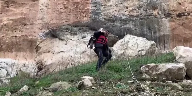 Kayalıklarda kurtardığı keçiyi sırtında taşıdı