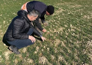 Üreticilerin farelerle mücadelesi başladı