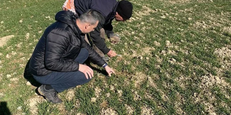 Üreticilerin farelerle mücadelesi başladı
