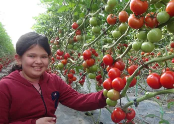 Örtü altı domates hasadı başladı