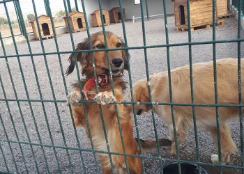 Sokak hayvanlarının yeni yuvası
