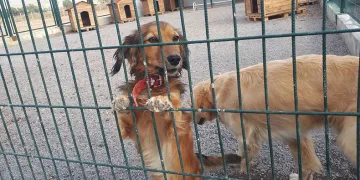 Sokak hayvanlarının yeni yuvası