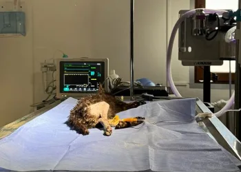 2 aylık kedi başarılı operasyonla hayata tutundu