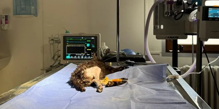 2 aylık kedi başarılı operasyonla hayata tutundu