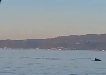 Yunus balıklarının dansı kamerada