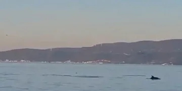 Yunus balıklarının dansı kamerada