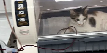 Kediden kediye kan nakli yaptılar