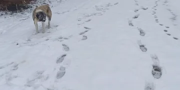 Hava sıcaklıkları düştü, yüksek kesimler beyaza büründü
