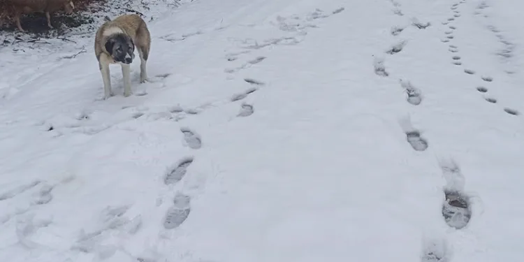 Hava sıcaklıkları düştü, yüksek kesimler beyaza büründü