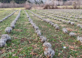 Sinop’ta yaklaşık 700 adet salep dikimi yapıldı