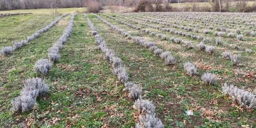 Sinop’ta yaklaşık 700 adet salep dikimi yapıldı