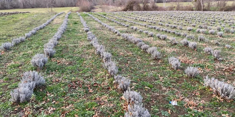 Sinop’ta yaklaşık 700 adet salep dikimi yapıldı