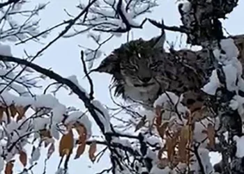 Karların arasında kamufle olan vaşak görüntülendi