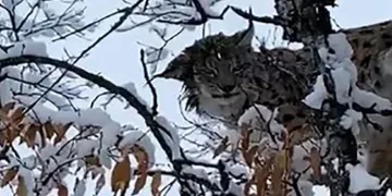 Karların arasında kamufle olan vaşak görüntülendi