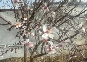 Yalancı bahara aldanarak çiçek açtılar