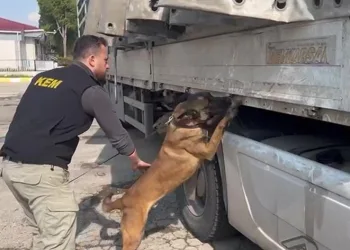 Sunta içine zulalanmış 100 kilogram esrar ele geçirildi