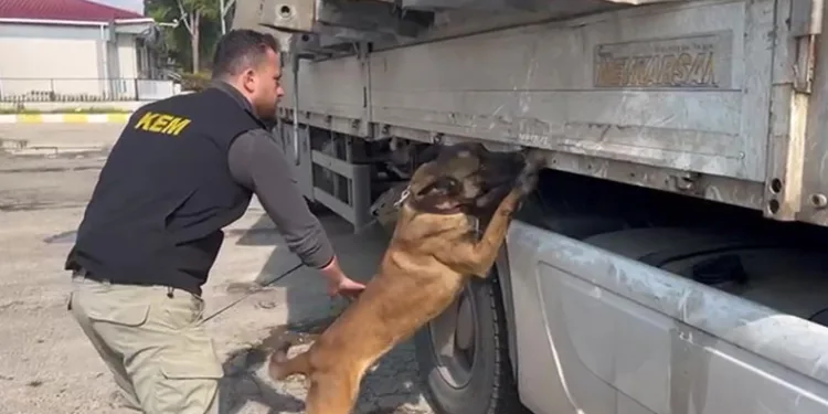 Sunta içine zulalanmış 100 kilogram esrar ele geçirildi