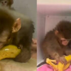 Muzla beslenen maymunlardan keyifli anlar