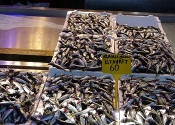 Hamsi artık kayıplarda