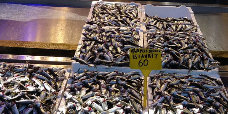 Hamsi artık kayıplarda