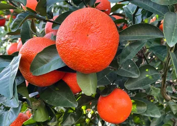Çiftçiler yeşillenme hastalığına karşı teyakkuzda