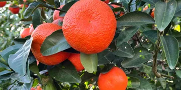 Çiftçiler yeşillenme hastalığına karşı teyakkuzda