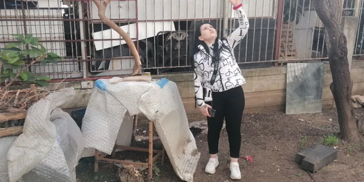 Ekipleri kapıda görünce balkondan aşağı atladı