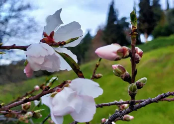 Aydın’da badem ağaçları çiçek açtı