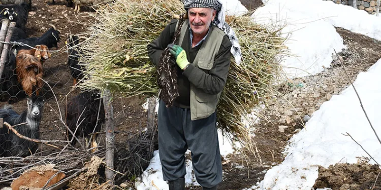 Besiciler yemleri sırtlayarak hayvanlarını besliyor