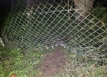 Kaybolan 10 küçükbaş hayvanı jandarma buldu