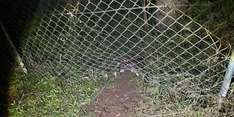 Kaybolan 10 küçükbaş hayvanı jandarma buldu