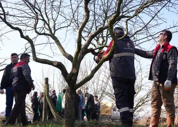 Doğru budama teknikleri uygulamalı öğretildi