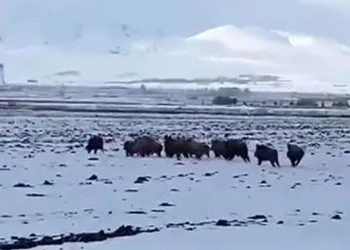 Aç kalan domuz sürüsü köye indi