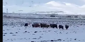 Aç kalan domuz sürüsü köye indi