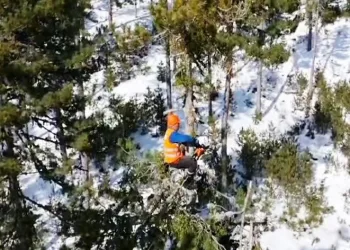 Emet’te ormanın sincapları iş başında