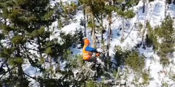 Emet’te ormanın sincapları iş başında