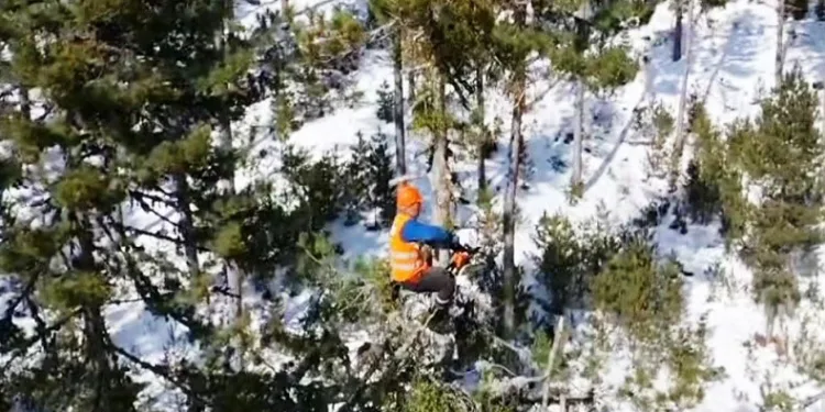 Emet’te ormanın sincapları iş başında