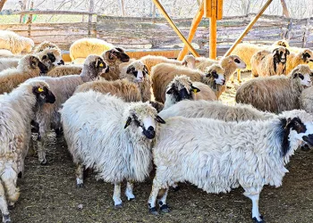 İsmini koruma altındaki koyun ırkından alıyor