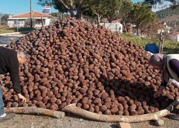 Burhaniye’de kozalak hasadı tamamlandı