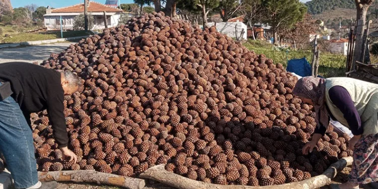Burhaniye’de kozalak hasadı tamamlandı