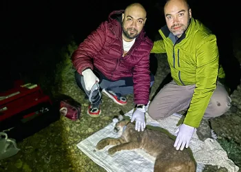 İlk defa Karakulak’a uydu takip cihazı takıldı