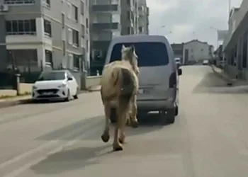 Bursa’da atı aracın arkasına bağlayıp koşturdu