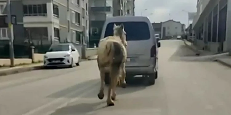Bursa’da atı aracın arkasına bağlayıp koşturdu