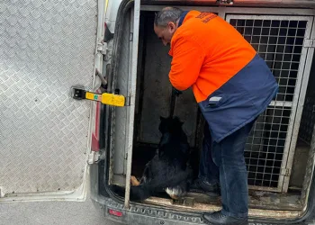 Başı boş köpekleri topladı, hayvan severlerle başı derde girdi
