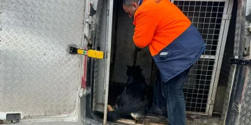 Başı boş köpekleri topladı, hayvan severlerle başı derde girdi