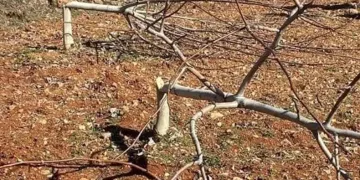 450 ağaç bir gecede katledildi