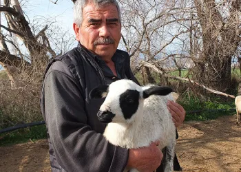 Kuzuların kesilmesine gönlü razı olmadı